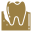 premolar
